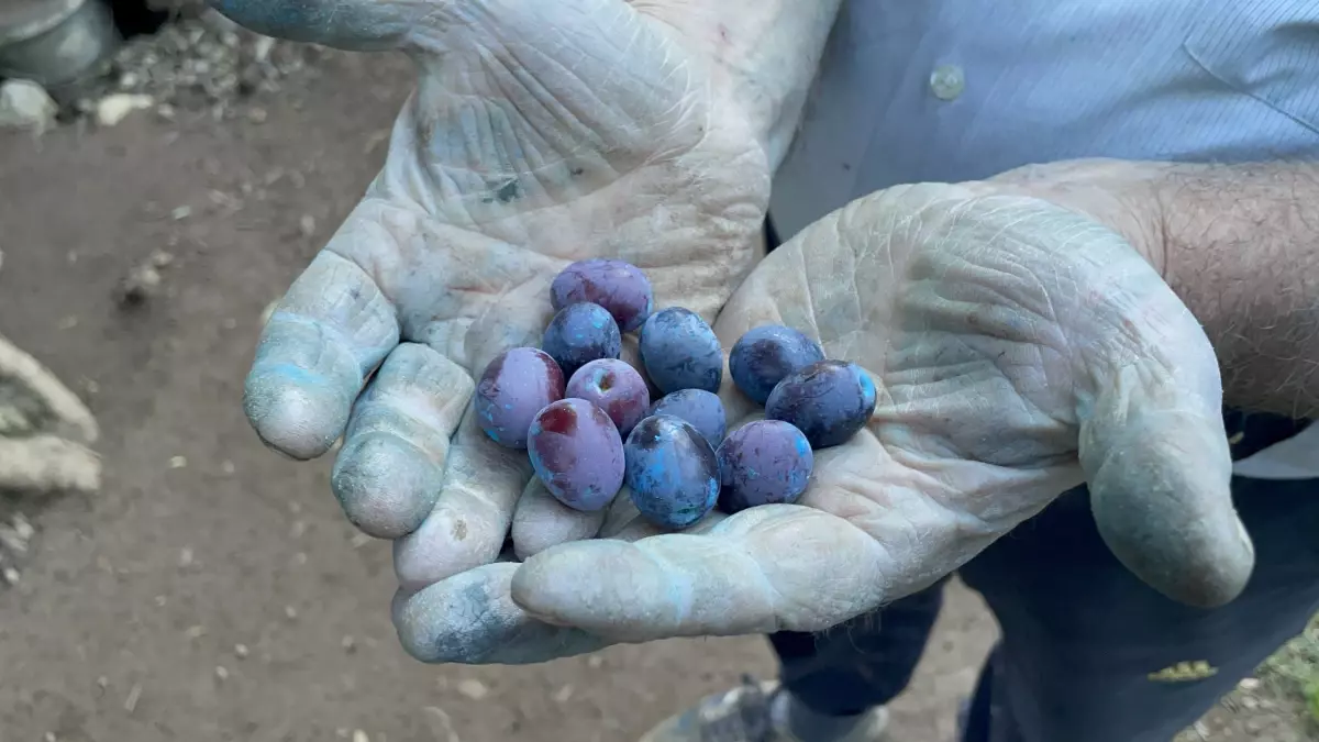 3 bin yillik zeytin agaci ile her sabah sbR8KHgS.jpg