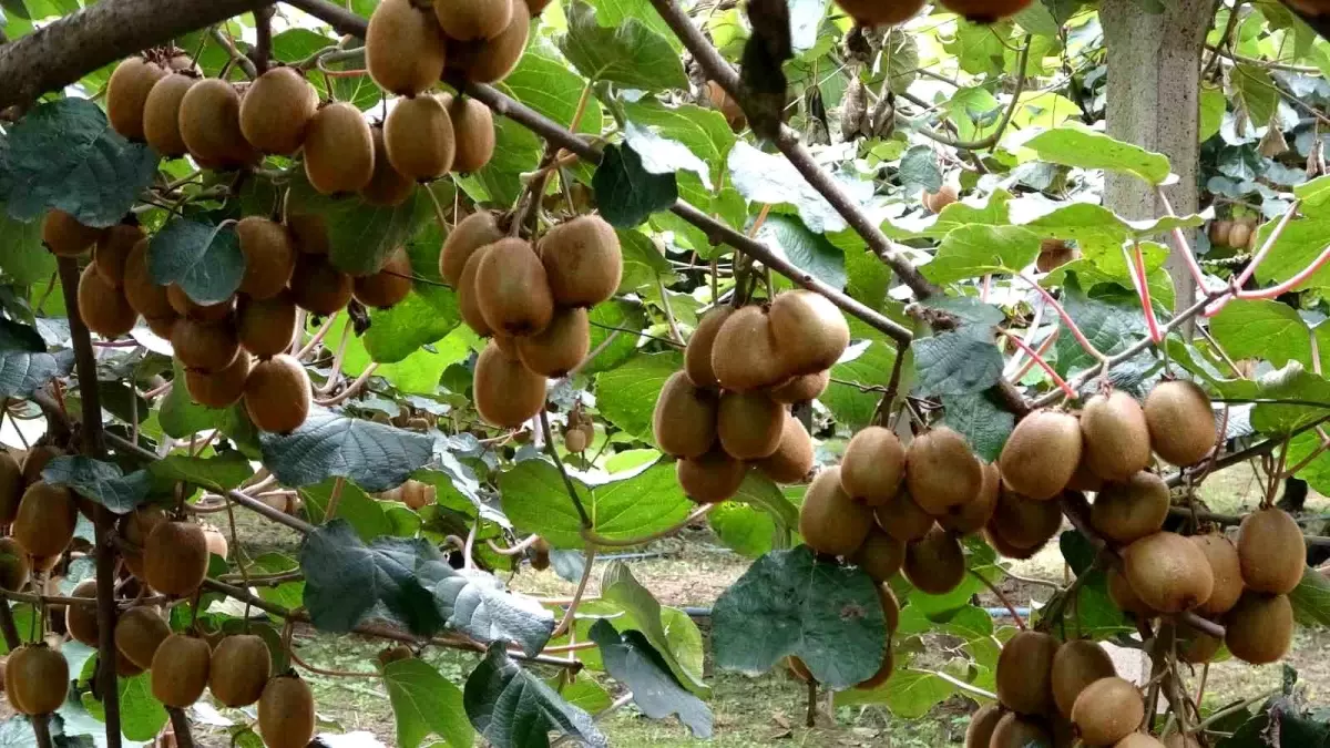 carsambada kivi hasadi basladi aKGdhN1q.jpg